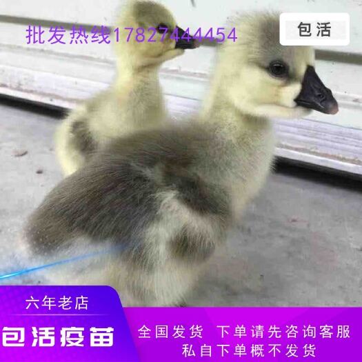 南宁 狮头鹅活苗活体正宗纯种潮汕汕头大型品种特大型鹅澄海鹅苗特大