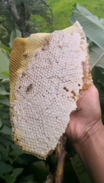 孟连县土蜂蜜  蜂蜜