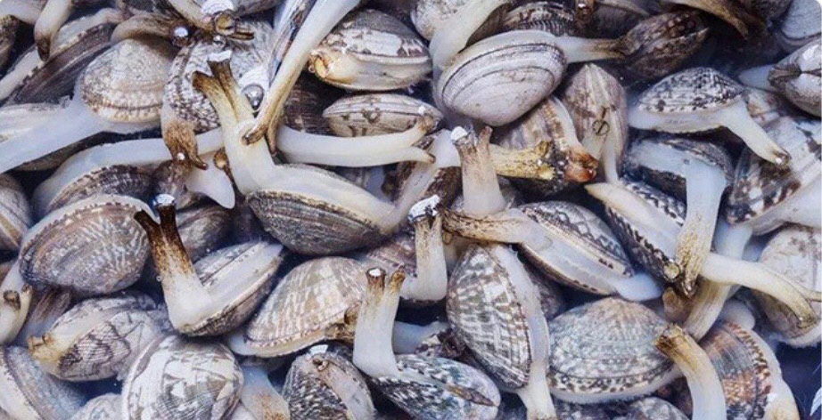青岛花甲 大量海滩养殖花蛤，常年批发出售，价格优惠，欢迎咨询