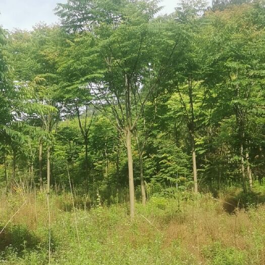黄冈普通栾树 量大