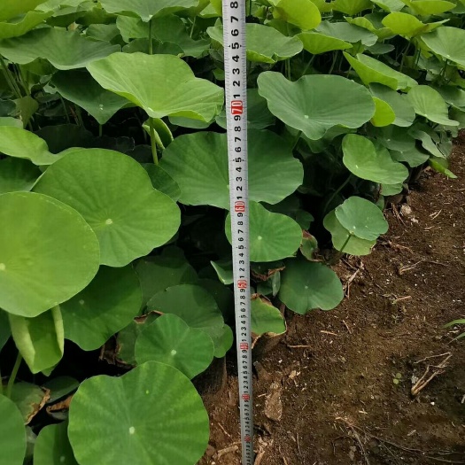 安新县睡莲 绿化设计施工 、水生植物种植、生态浮床种植销售、公园种植管理