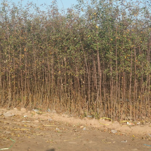 临猗县 优质保障苹果树苗保证质量，欢迎选购