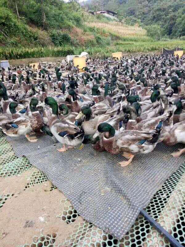 麻鸭  大，小青头150天，一级货，实地拍照。