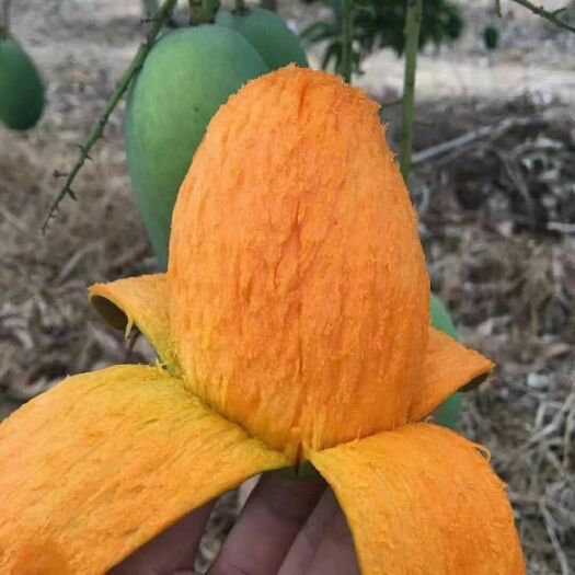 攀枝花 攀西特产，芒果，油桃，核桃，干青花椒，枇杷，大凉山雷波脐橙，