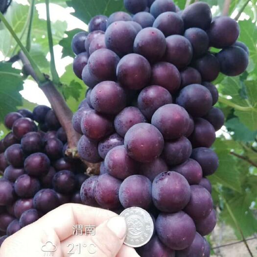 渭南巨峰葡萄 2斤以上 5%以下 1次果