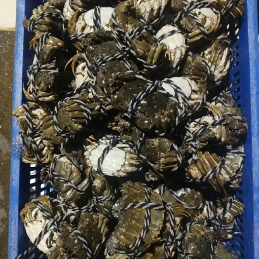 佛山清水小龙虾 小龙虾大闸蟹
