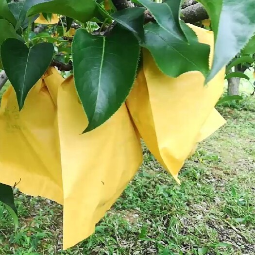  湖北恩施富硒黄金梨八月开摘现预售