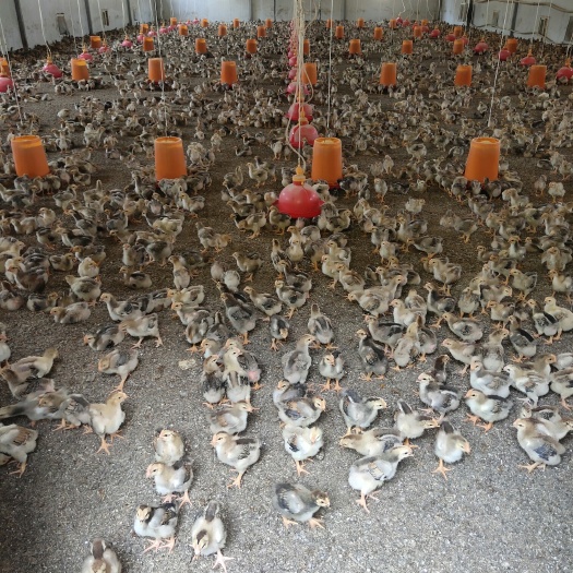 六盘水K9麻黄鸡苗 大量新广K9马上开卖，有需要的朋友联系我，量大从优