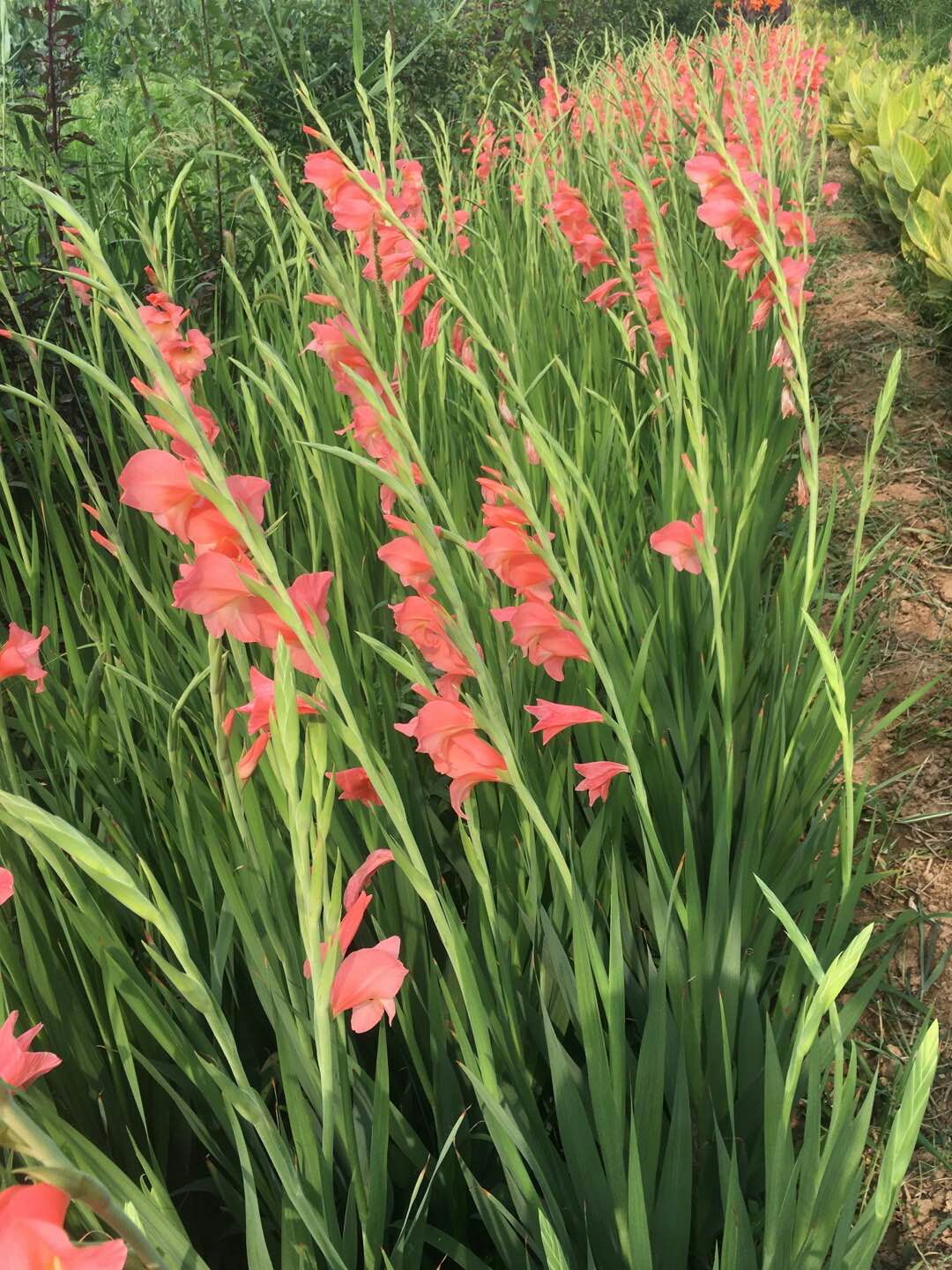 周至县唐菖蒲  粉色建兰优惠便宜出售