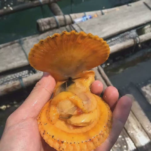 东山县 扇贝