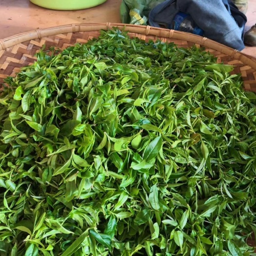 思茅茶青 自家茶园，保证从采摘到加工，到杯中一条龙式经营模式。