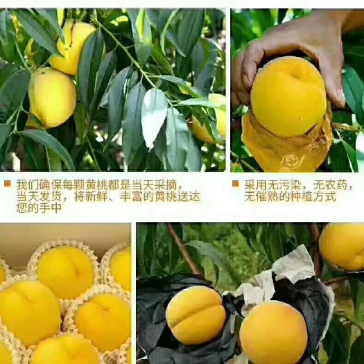 洪江市 雪峰山黄桃香甜脆多汁