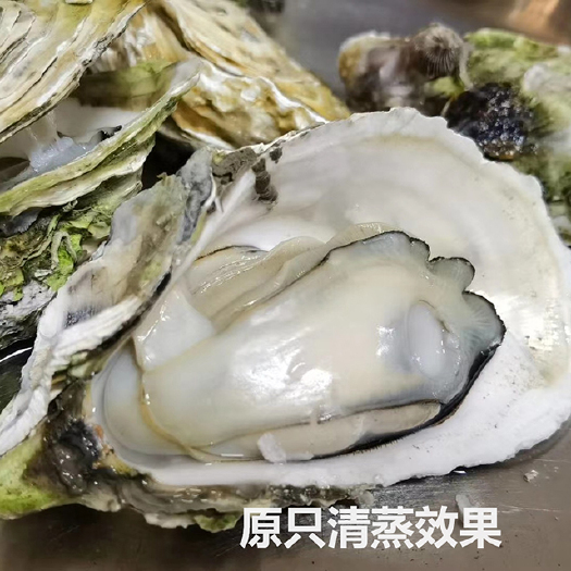 佛山南澳岛生蚝 一件240只，直供生蚝，没有中间商。