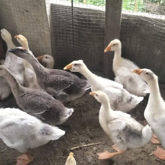 泰州大三花鹅 10-12斤 统货 半圈养半散养