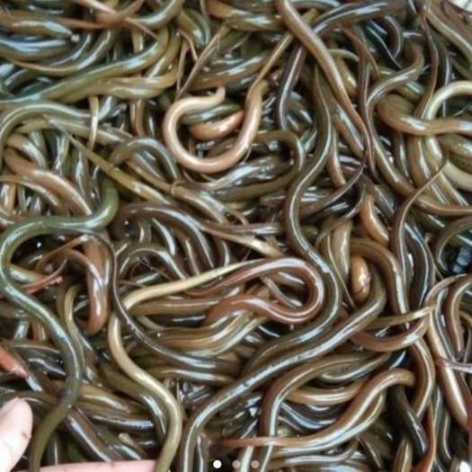 全椒县 黄鳝苗，一两以下通货，都是笼子下的，