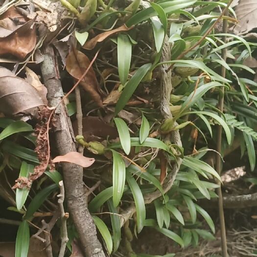 温岭市 这种石豆兰有没有老板收购的