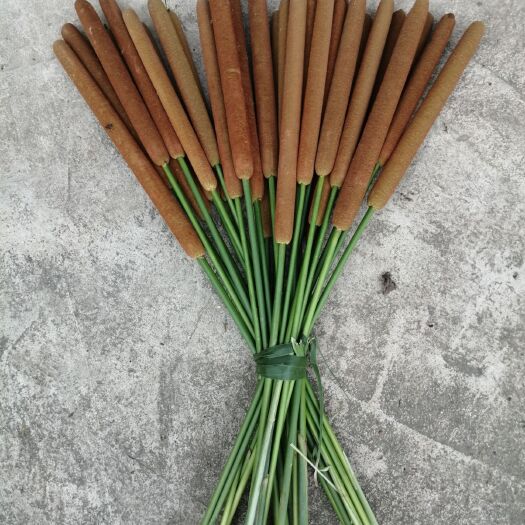 信阳香蒲 工艺品原材料美丽的蒲棒，会飞的蒲绒