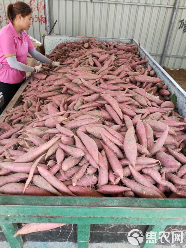 2020 现挖  番薯 西瓜红 全年稳定供货 支持一件代发