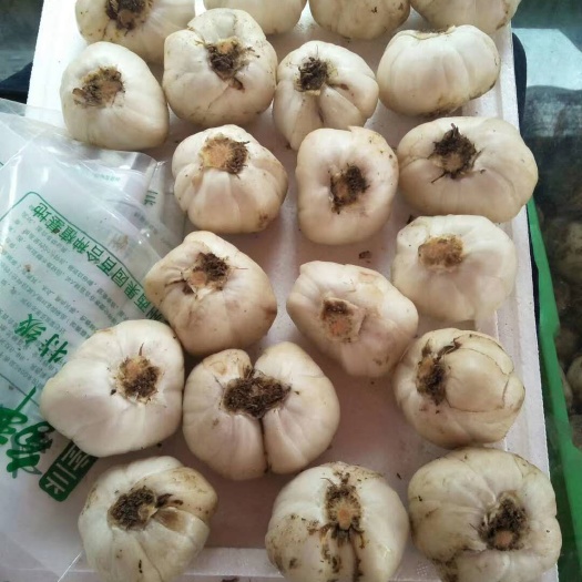 兰州 兰州鲜百合，自产自销，肉厚味美，