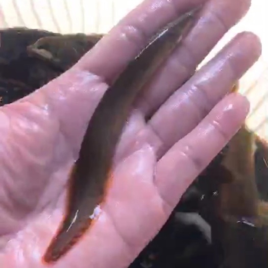 桂林刺鳅鱼苗  全国批发刺鳅苗 辣锥苗 刀割鱼苗批发中华刺鳅淡水鱼苗包邮