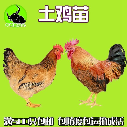 南宁 优质广西鸡苗批发/灵山土鸡苗孵化场供应