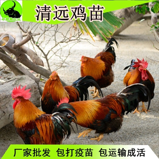南宁 优质云南走地鸡苗清远鸡苗批发包邮