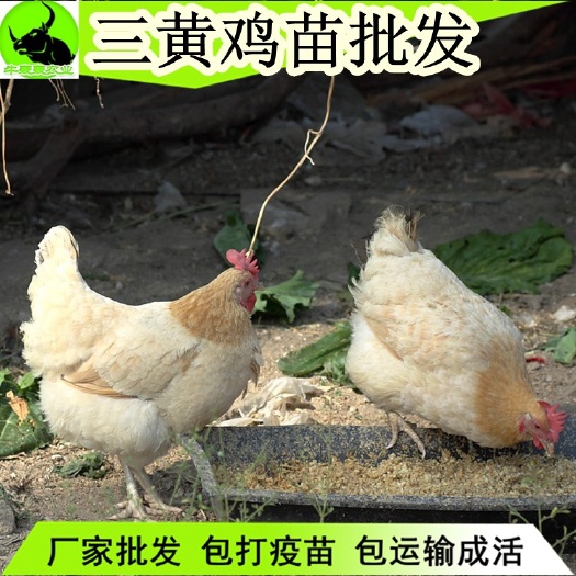 南宁 广西鸡苗/三黄鸡苗批发包邮 提供技术指导