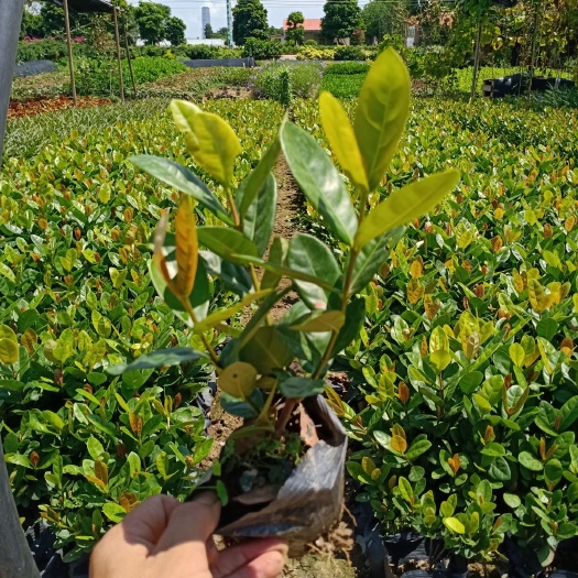 中山市龙船花