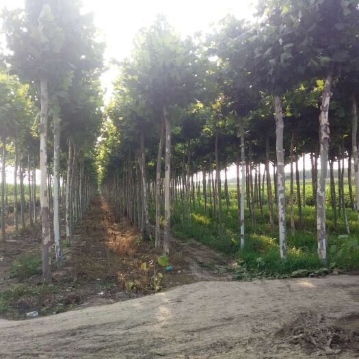 中牟县速生法桐 自家种植的法桐，急需用钱，低价出售