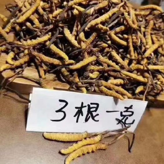 西宁24 年 那曲③根①克精选新鲜足干头荐虫草虫体饱满保质保量