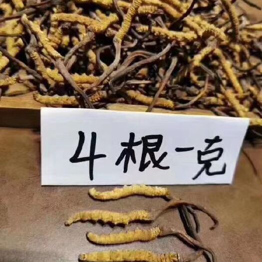 西宁24年新鲜头茬冬虫夏草那曲④根①克新鲜虫草保质保量产地直发