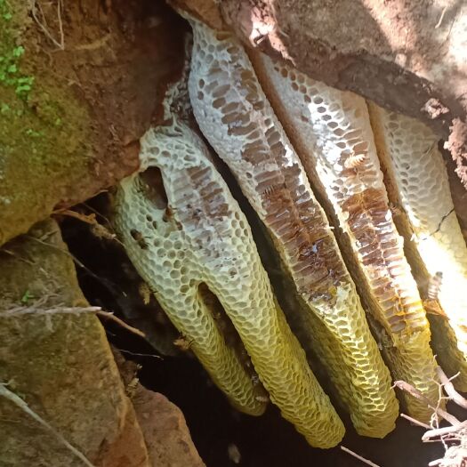 德保县 德保  黄连山  原始森林  土蜂蜜 及 自家养  ，