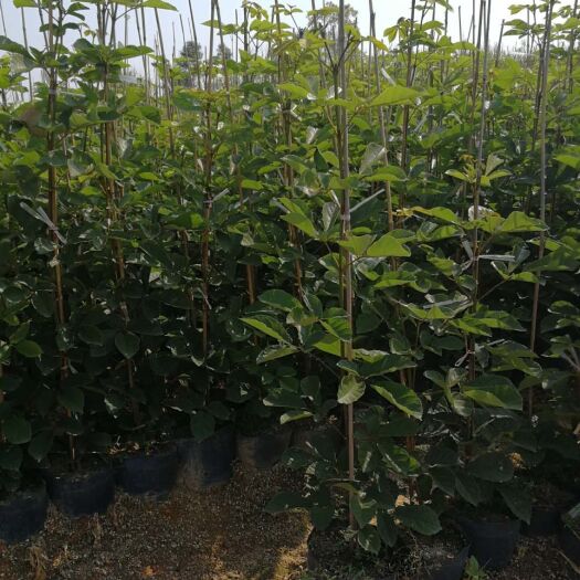 普宁市 基地直供  多花黄花风铃木1米~2米