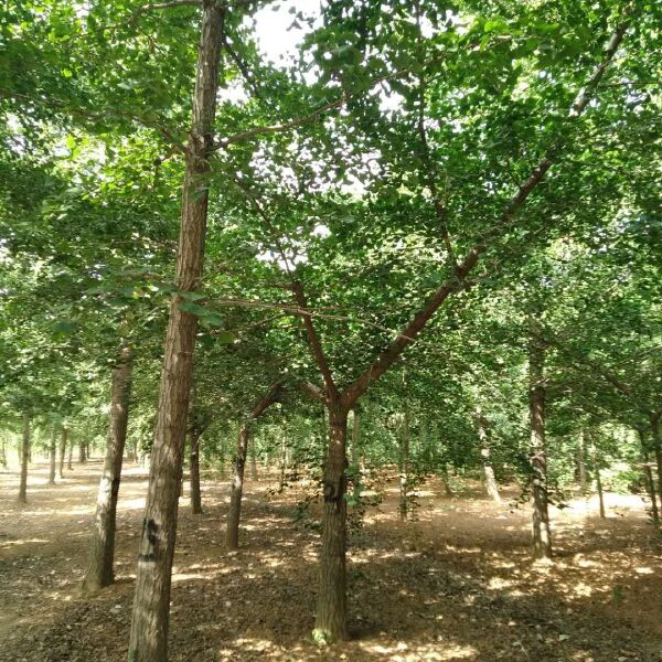  全国最大银杏树基地