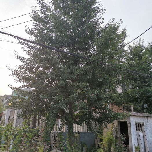 邳州市 全国最大银杏树基地