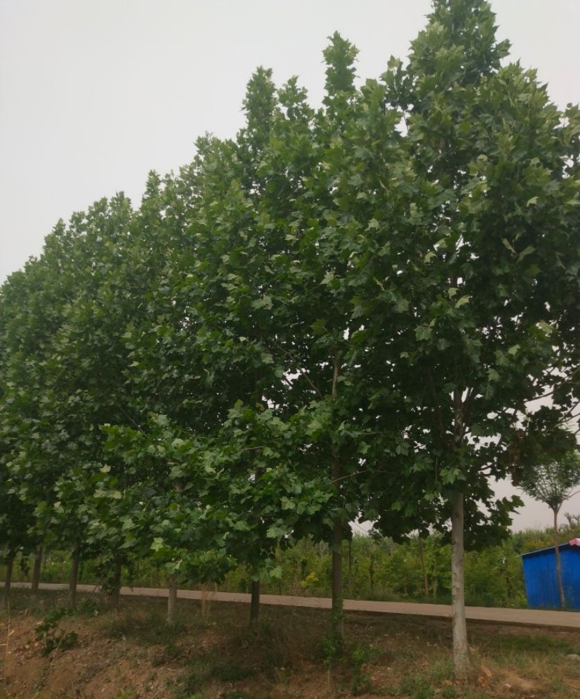 速生法桐 法桐质量优，指树挖树，无差价，手续齐全欢迎广大客户采购。