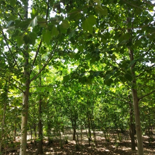 速生法桐 法桐质量优，指树挖树，无差价，手续齐全欢迎广大客户采购。