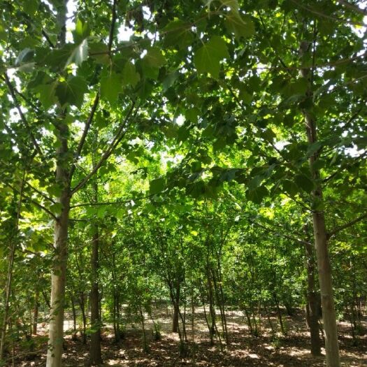 邳州市速生法桐 法桐质量优，指树挖树，无差价，手续齐全欢迎广大客户采购。