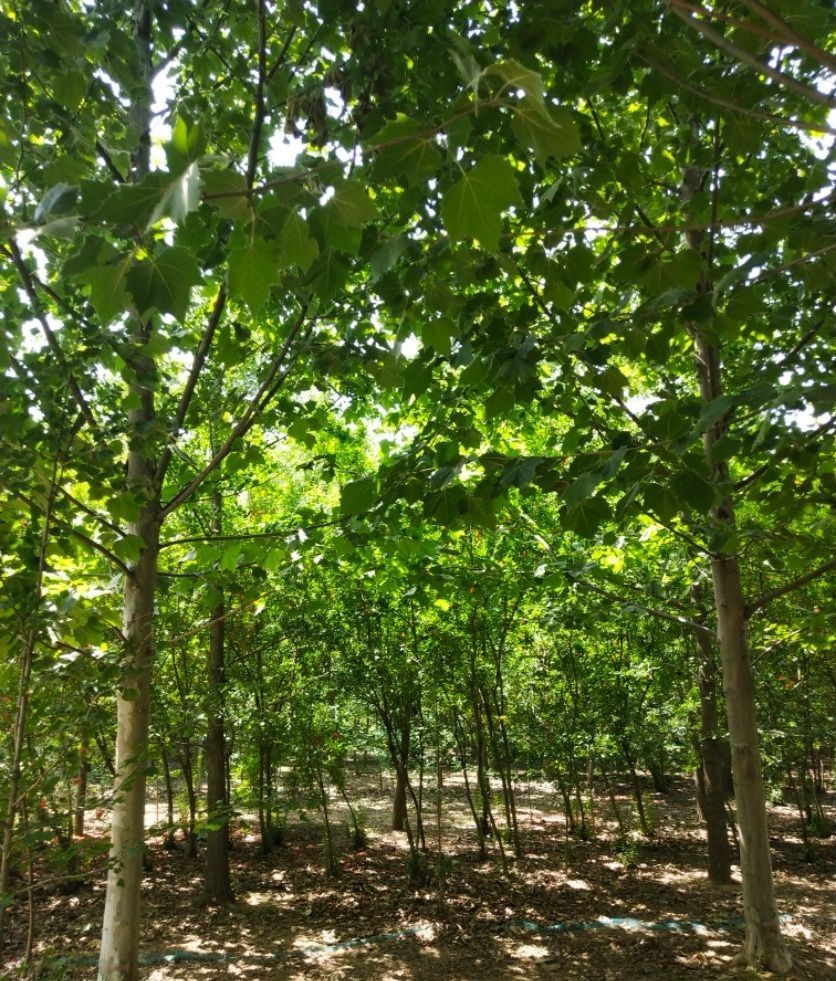 速生法桐 法桐质量优，指树挖树，无差价，手续齐全欢迎广大客户采购。