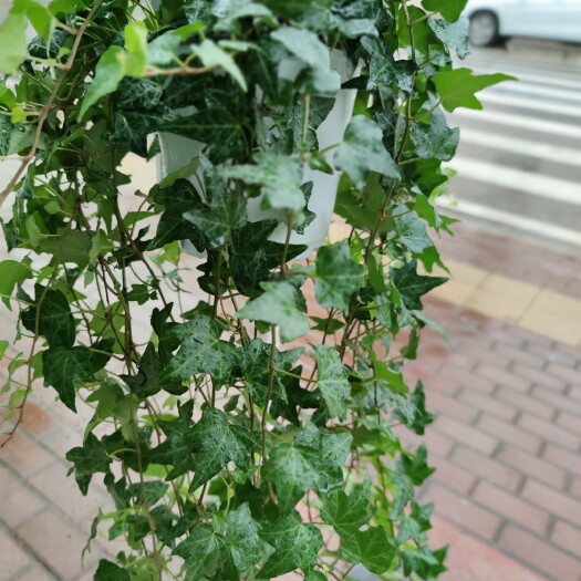 钟祥市常春藤 基地长春藤