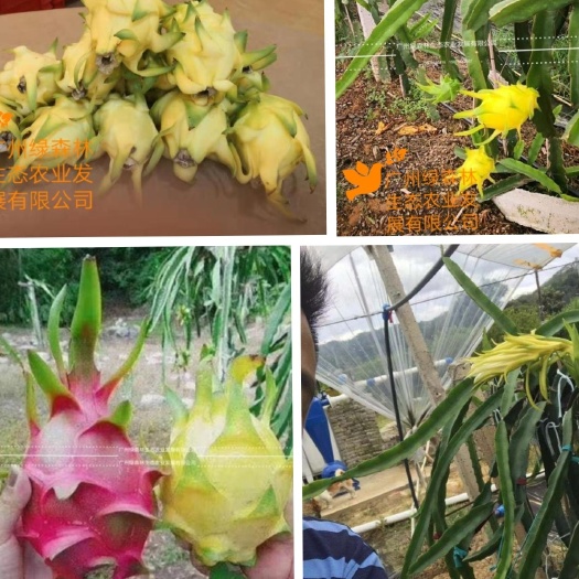 广州燕窝火龙果苗  无刺黄龙果苗 以色列无刺黄龙苗 无刺黄龙种苗