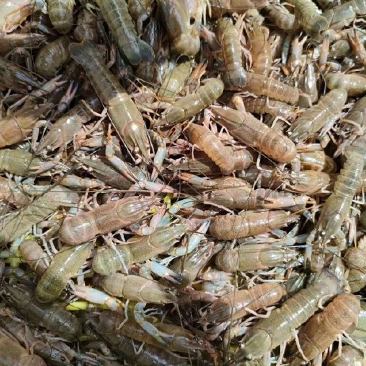佛山澳洲龙虾苗   优质品种   淡水澳洲龙虾苗