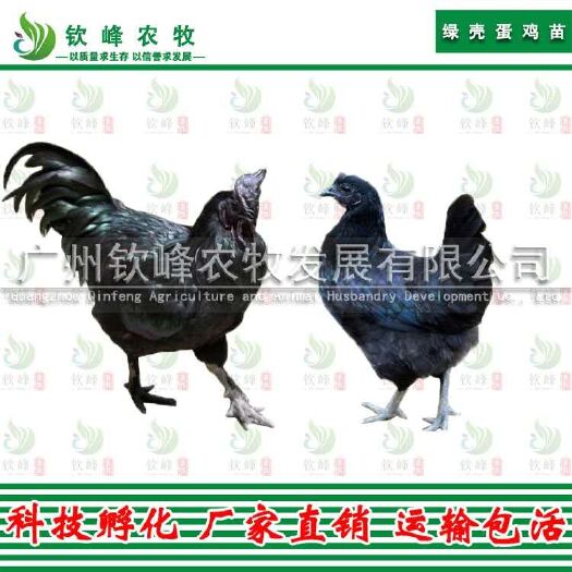 广州 正宗五黑鸡苗 孵化基地直销 质量保证 包打疫苗 技术指导