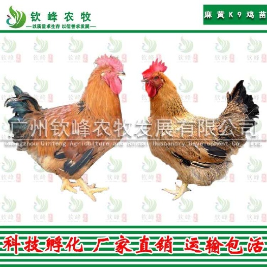 广州 正宗K9肉鸡苗882 k901 质量保证 包打疫苗 厂家直销