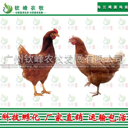 广州 正宗海蓝褐蛋鸡苗 孵化基地直销 质量保证 包打疫苗技术指导