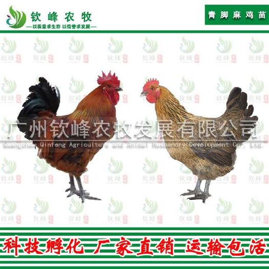 广州 正宗快大青脚麻鸡苗 孵化基地直销 质量保证 包打疫苗技术指