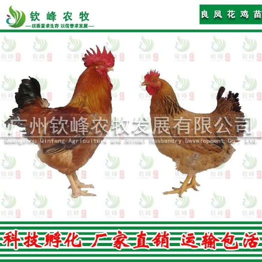 广州 正宗良凤花鸡苗 孵化基地直销 质量保证 包打疫苗 技术指导