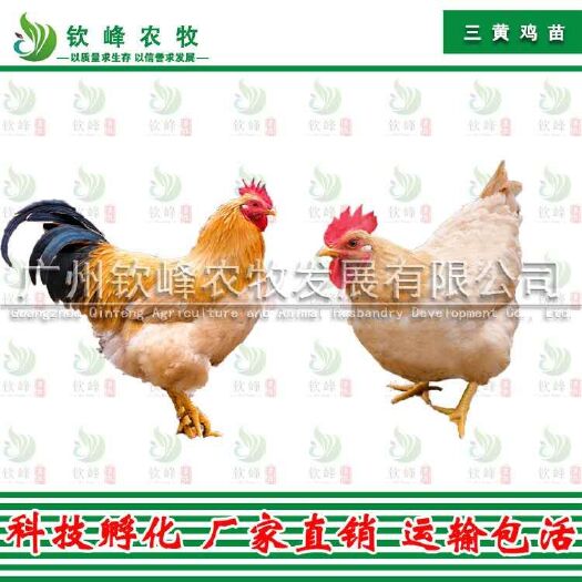 广州 正宗三黄鸡苗 孵化基地直销 质量保证 包打疫苗 技术指导
