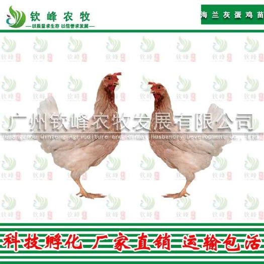 广州 正宗海兰灰蛋鸡苗 孵化基地直销 质量保证 包打疫苗技术指导