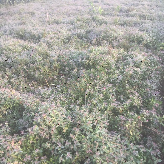 沭阳县 金焰绣线菊